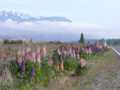 Lupins mountains